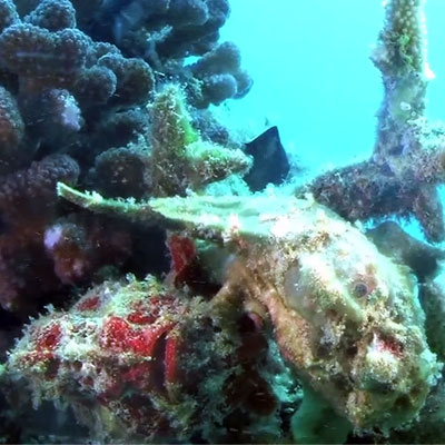 オオモンカエルアンコウ サンゴ礁の魚たち 生物多様性ってなんだろう